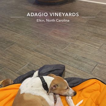 Adagio Vineyards - a dog curled up on a blanket - Wineries Near Me - Elkin, North Carolina Adagio Vineyards - a dog curled up on a blanket - Wineries Near Me - Elkin, North Carolina
