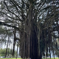 Dave’s Shuttle Service - Banyon tree at Liliʻuokalani Park and Gardens Hilo Hawaii