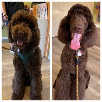 Fur Pal Grooming Spa - Grooming picture - Pet Groomers Near Me - San Ramon, California