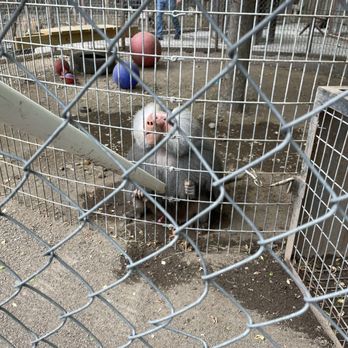 Jungle Experience Zoo - Baboon - Petting Zoos Near Me - Granville, New York