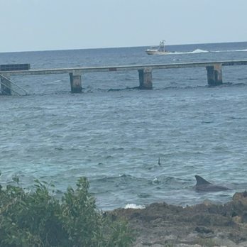 Dolphin Discovery - Open area with dolphins - Aquariums Near Me - Cozumel, ROO Dolphin Discovery - Open area with dolphins - Aquariums Near Me - Cozumel, ROO