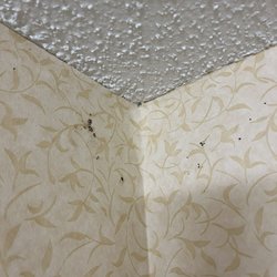 Country Inn & Suites by Radisson, Mankato Hotel & Conference CTR - Mold on bathroom wall. I was told it was grease, then told it was lint.