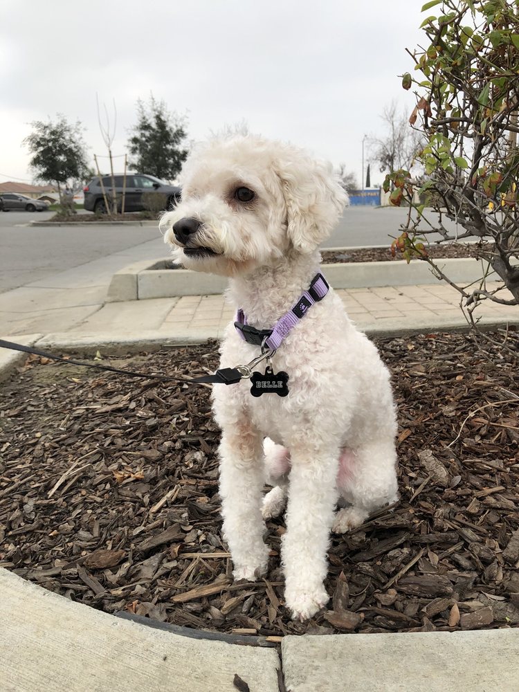 NEW STAR GROOMING 24 Photos & 14 Reviews 1999 Edison Hwy