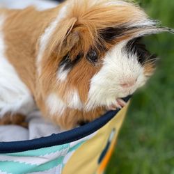 Makai Pet Hospital - My Precious Guinea Pig