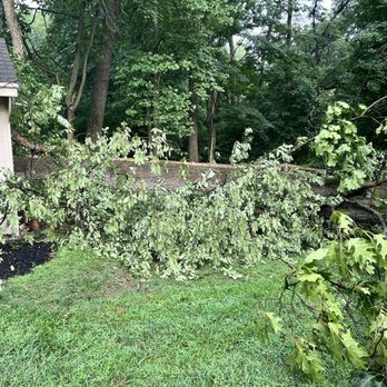 Mynor's Tree Experts - Tree Services Near Me