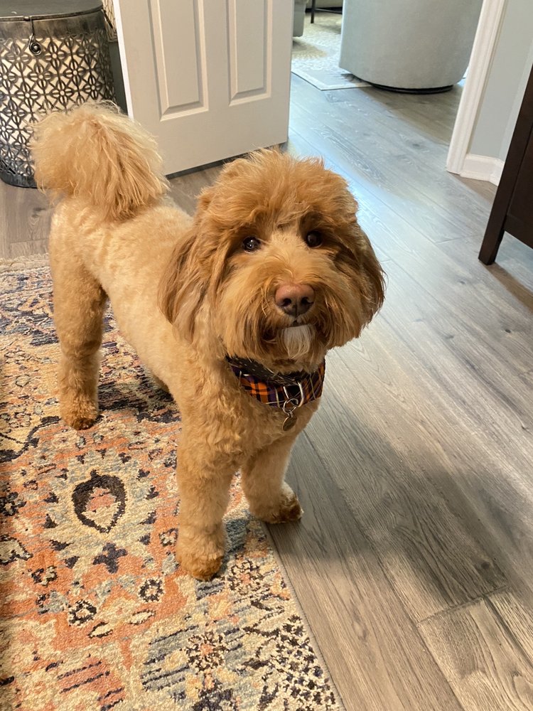 RUFF CUTS PET SPA Updated September 2024 10 Reviews 113 W Main St