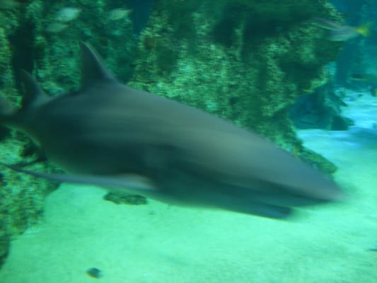 SEA LIFE Sydney Aquarium by null