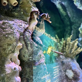 New England Aquarium - Aquariums Near Me - Boston, Massachusetts New England Aquarium - Aquariums Near Me - Boston, Massachusetts