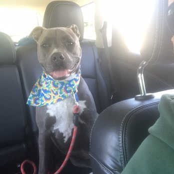 Dogtopia - My girl on the ride home from Dogtopia. - Pet Boarding Near Me - Temecula, California Dogtopia - My girl on the ride home from Dogtopia. - Pet Boarding Near Me - Temecula, California