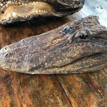 Jean Lafitte Swamp Tour - Sample head - Boat Tours Near Me - Marrero, Louisiana