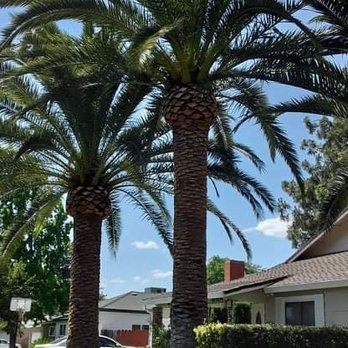 Menera Tree Service - Trimmed - Tree Services Near Me Menera Tree Service - Trimmed - Tree Services Near Me