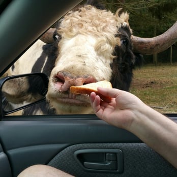 Olympic Game Farm - Just remember to bring wheat bread only! - Zoos Near Me - Sequim, Washington Olympic Game Farm - Just remember to bring wheat bread only! - Zoos Near Me - Sequim, Washington