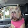 Photo of The K9 Einstein