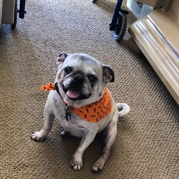 Sabino Veterinary Care - Beauty - Veterinarians Near Me - Tucson, Arizona Sabino Veterinary Care - Beauty - Veterinarians Near Me - Tucson, Arizona