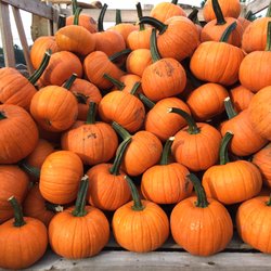 McNaughton's Garden Center - Pumpkins upon pumpkins upon pumpkins