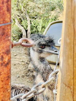 Ostrichland USA by null