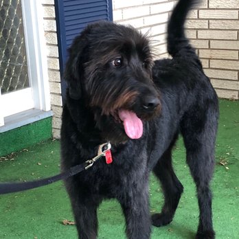 Poochie Love Dog Spa - My husband took our four year old labradoodle last week.  The last time he was groomed he was traumatized.  He loves his new haircut! - Pet Groomers Near Me - North Aurora, Illinois