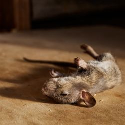 Amores Rodent Services - Safe & Effective Rodent Poison Services