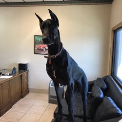 City Auto Sales - Dozer says hi