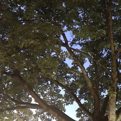 Zur alten Linde - Die Alte Linde.