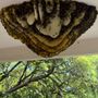 Photo of BeesBegone