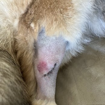 Petco - My German Shepherd had to have 4 surgeries for infected hair follicles after getting deshedded. - Pet Training Near Me - Clermont, Florida