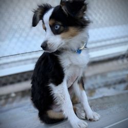 Akin’s Aussies