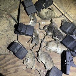 Pestaside Pest Solutions - Rat infestation in house attic