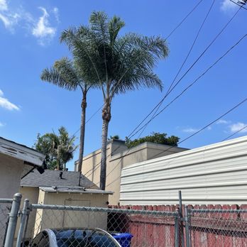 Highland Tree Care - Tree Services Near Me - Escondido, California Highland Tree Care - Tree Services Near Me - Escondido, California