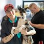 Photo of Dog's Day Out Grooming