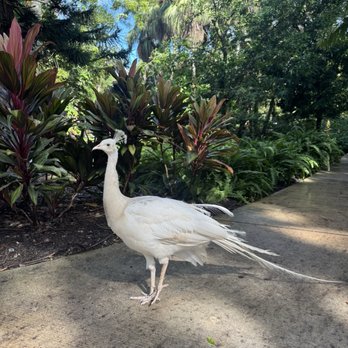 Flamingo Gardens - Botanical Gardens Near Me - Davie, Florida