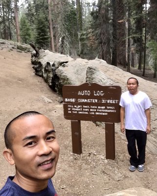 Sequoia National Park's Tunnel Log by null