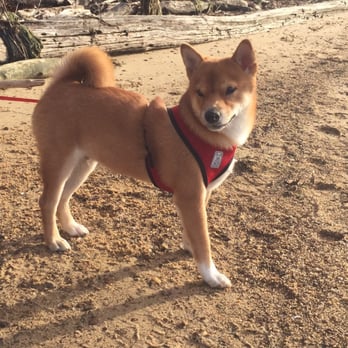 Mason Neck State Park - Goku on the beach - Parks Near Me - Lorton, Virginia