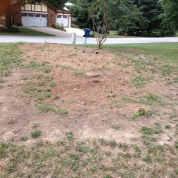 Richard's Tree Service - a tree in a yard - Tree Services Near Me - Edwardsville, Illinois
