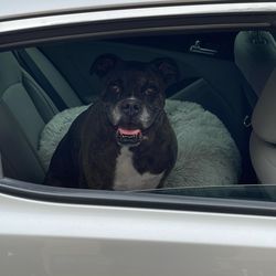 Phillips Creek Veterinary Hospital - Happy Dog!