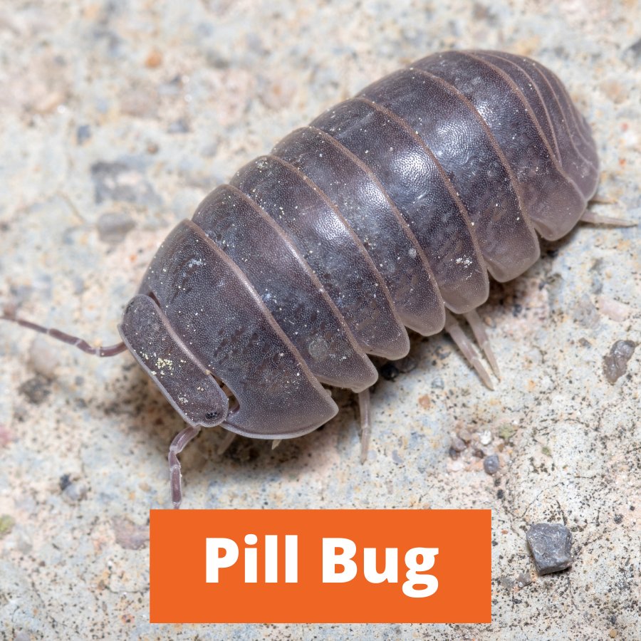 Sure Shot Pest & Weed Control - tree service in Edmond, OK