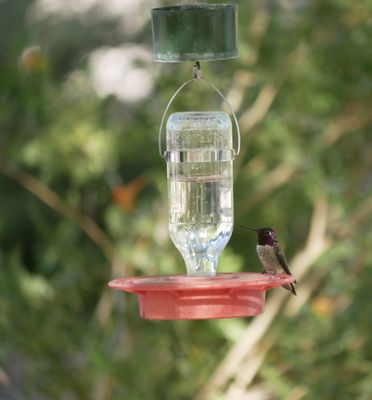 Henderson Bird Viewing Preserve by null