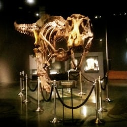 Naturhistorisk museum - Tyrannosaurus Rexen Stan.