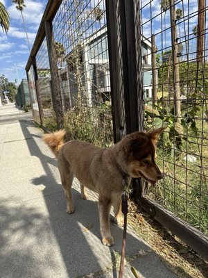 Lucky's Pet Care by null