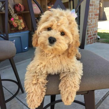 Love On a Leash - Pet Groomers Near Me - Edmond, Oklahoma Love On a Leash - Pet Groomers Near Me - Edmond, Oklahoma