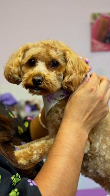 Noni's Pet Boutique & Grooming by null