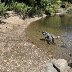 Southbury Dog Park - Perfect for paws