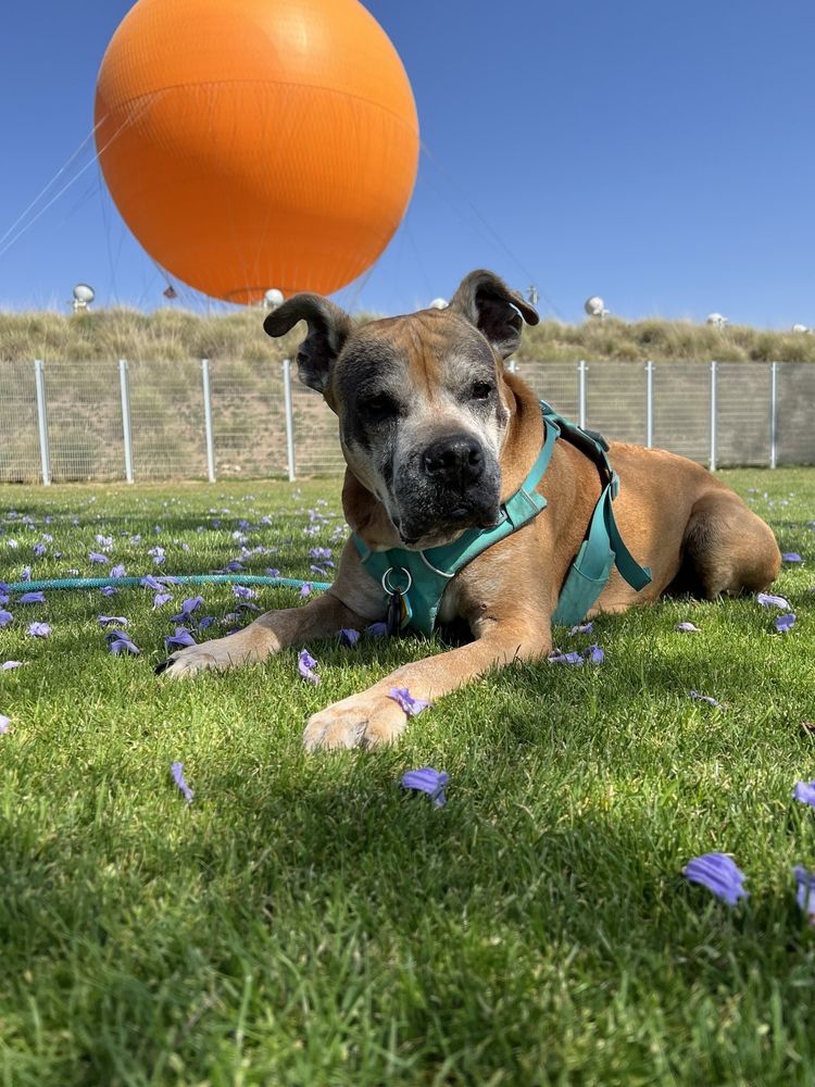 QUAIL ANIMAL HOSPITAL Updated September 2024 132 Photos & 432