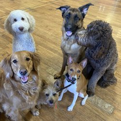 Unleash Hope Dog Training