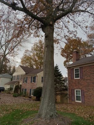 Hazardous tree & branch removal - Your home is a huge investment that needs to be protected from tree branches that will cost you in the long run if not maintained or removed. Our skillful and experienced team can help by removing and branches that are infringing on your home or business. Call us today! Hazardous tree & branch removal - Your home is a huge investment that needs to be protected from tree branches that will cost you in the long run if not maintained or removed. Our skillful and experienced team can help by removing and branches that are infringing on your home or business. Call us today!