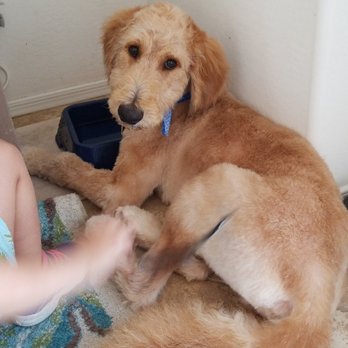 Aunt Donna's Grooming - Korban after his grooming:) - Pet Groomers Near Me - Chandler, Arizona Aunt Donna's Grooming - Korban after his grooming:) - Pet Groomers Near Me - Chandler, Arizona