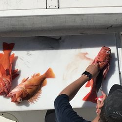 Corsario Ocean Adventures - Joe cleaning the rockfish
