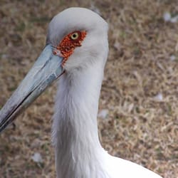 Zoo Córdoba