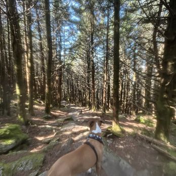 Mount Mitchell State Park - Loki checking out the trail. - Parks Near Me - Burnsville, North Carolina