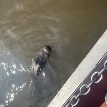 Airboat Adventures - Boat Tours Near Me - Lafitte, Louisiana